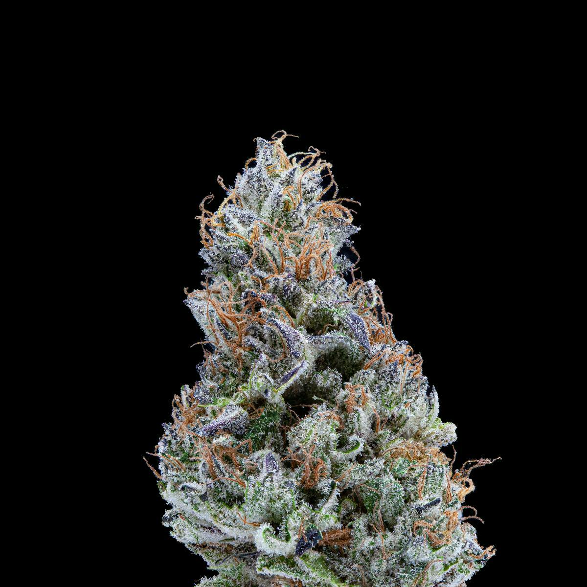 P37 - P37 | Orange Beignet | Big Buds - 1