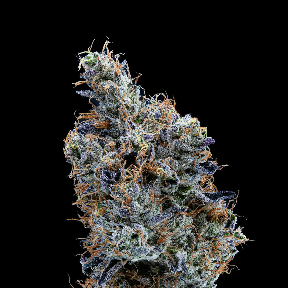 P37 - P37 | Sherbadelic | Big Buds - 1