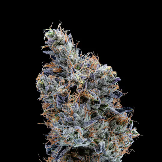 P37 - P37 | Sherbadelic | Big Buds - 1