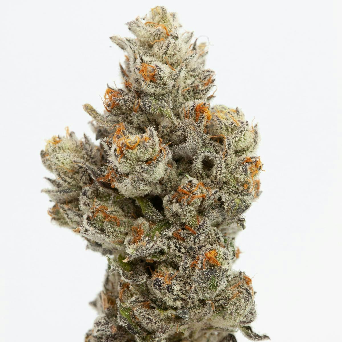 P37 - P37 | Stay Puft | Big Buds - 1