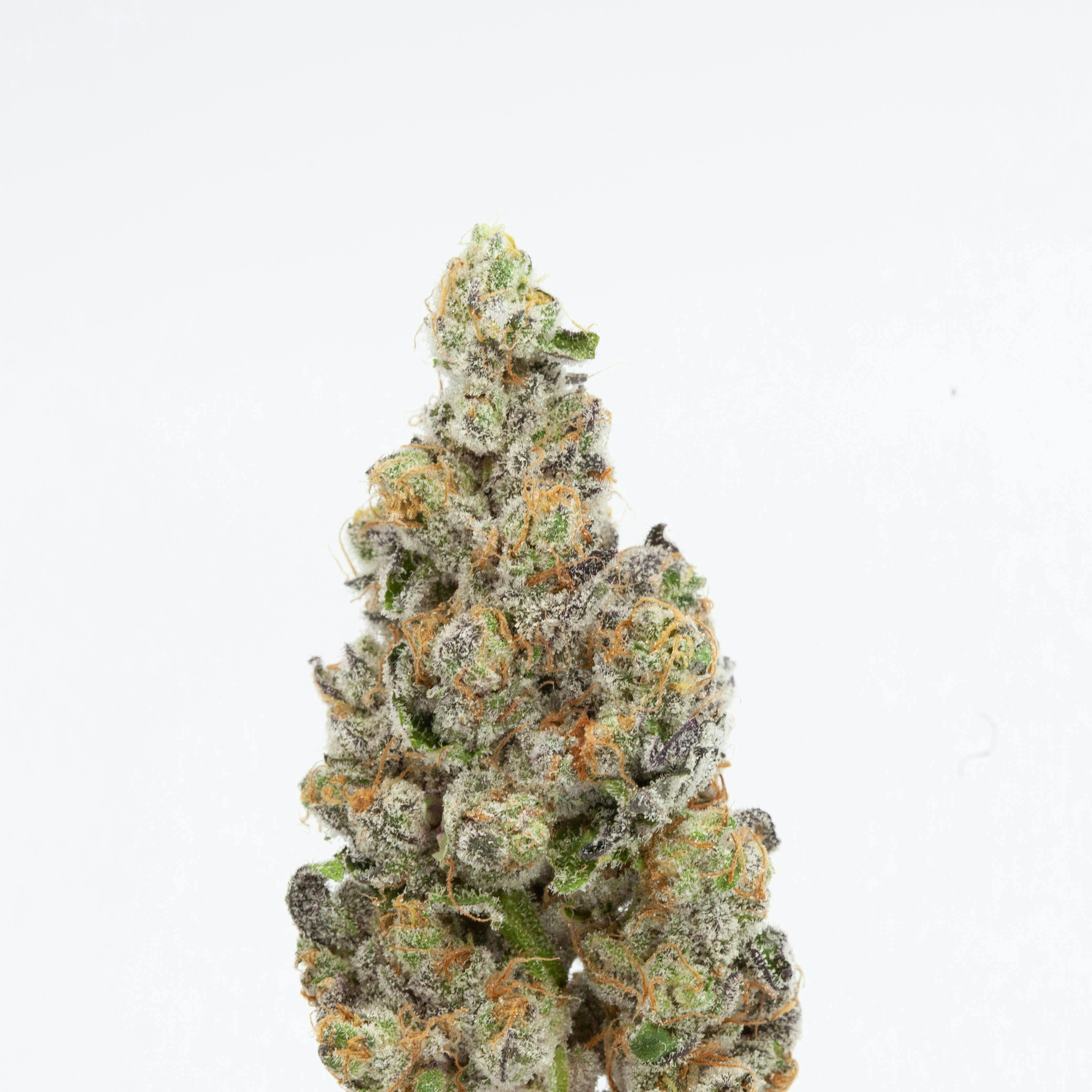 P37 - P37 | Supreme Oreoz | Big Buds - 1