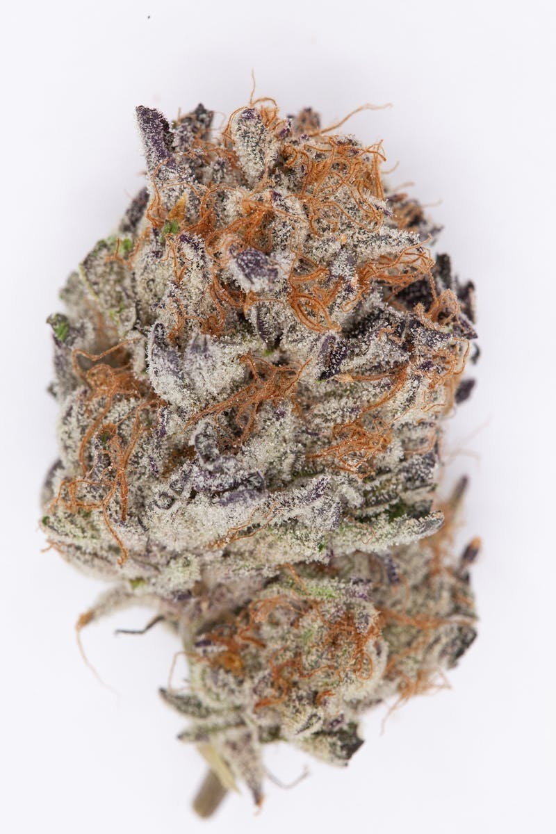 P37 - P37 | Wedding Punch | Big Buds - 1