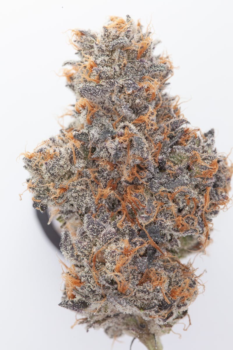 P37 - P37 | White Runtz | Big Buds - 1