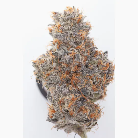 P37 - P37 | White Runtz | Big Buds - 1