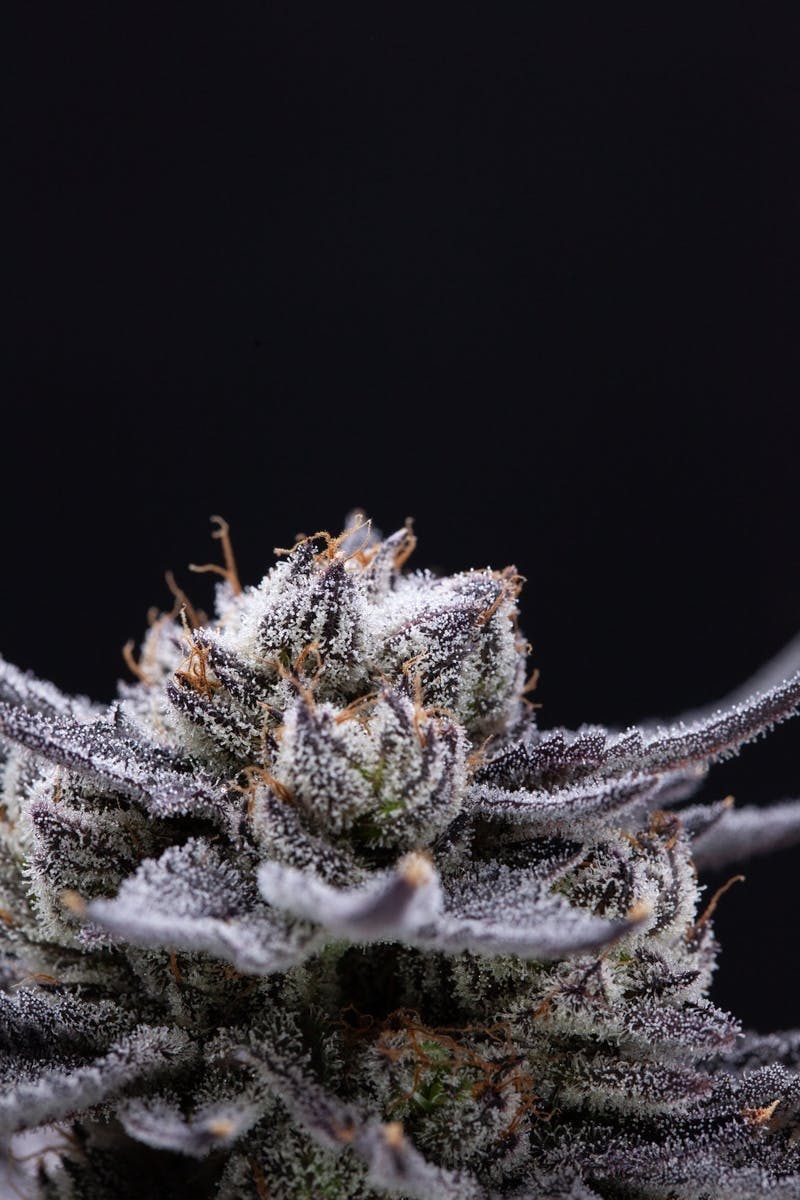 P37 - P37 | White Truffle | Big Buds - 1