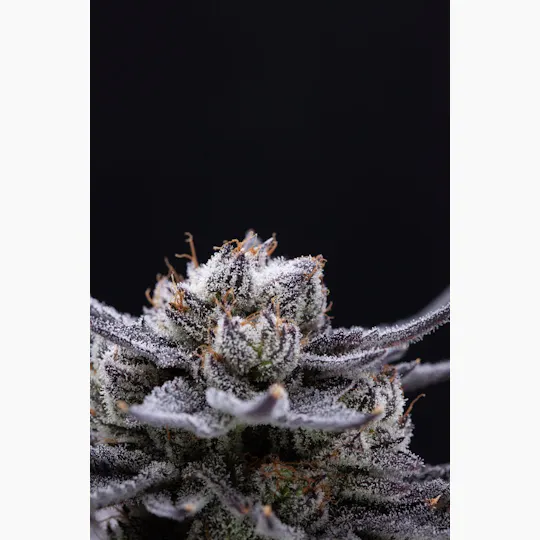 P37 - P37 | White Truffle | Big Buds - 1