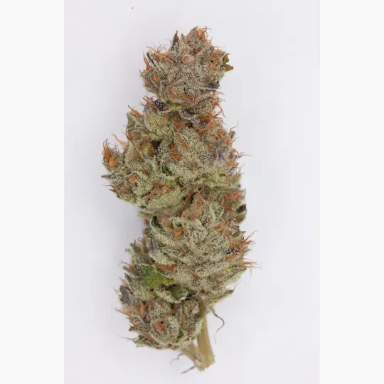 P37 - P37 | Yuzu Purple | Big Buds - 1