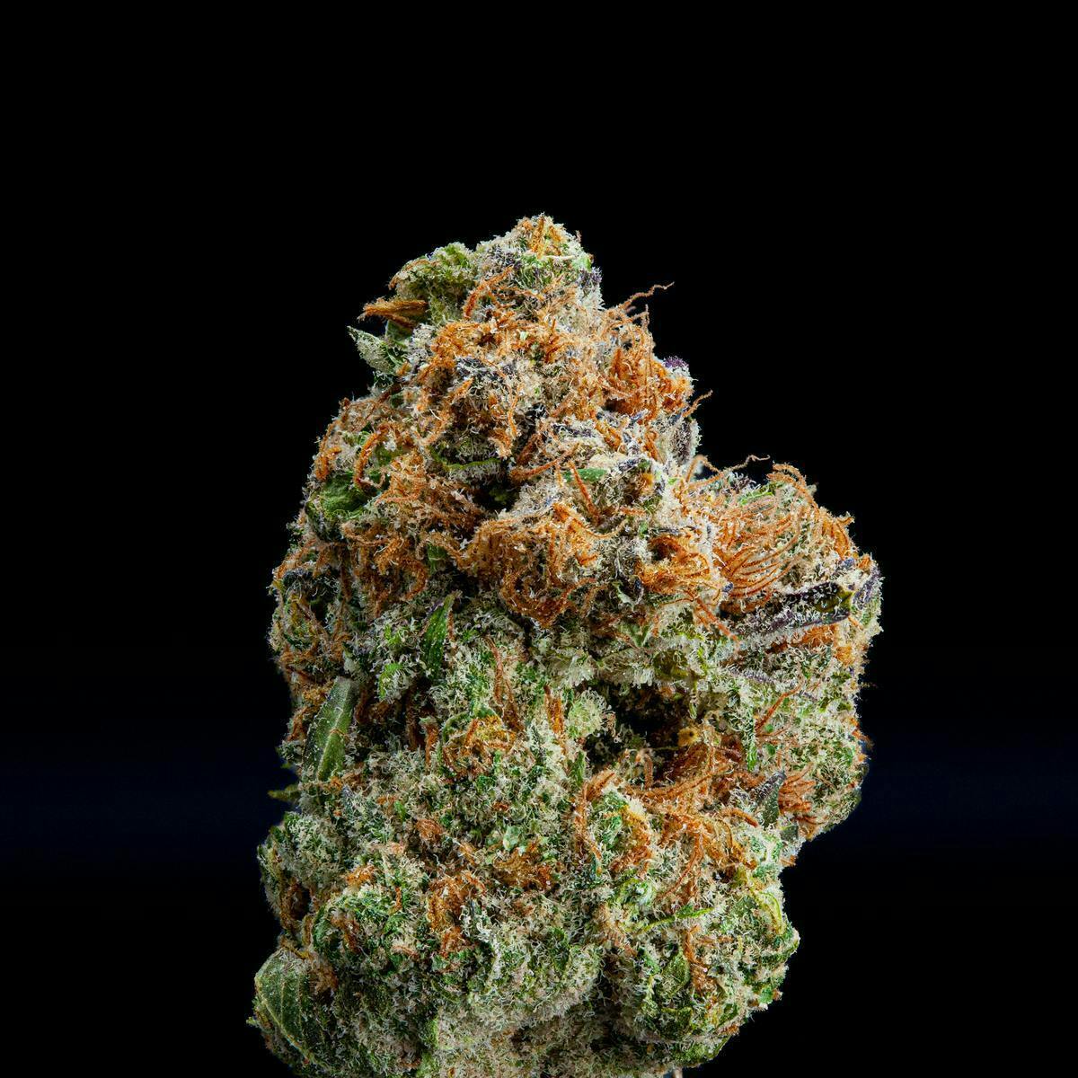 P37 - P37 | God's Gift | Big Buds - 1