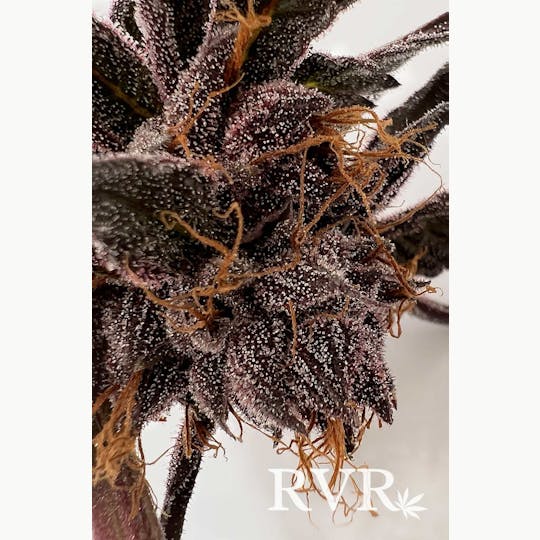 River Valley Relief - Kush Mints Hybrid Flower - 1