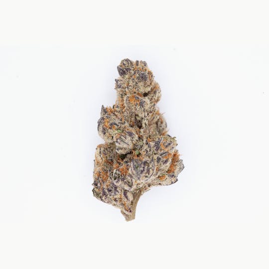 P37 - 1g Full Flower Preroll | Giovanni Battista Bugatti - 1
