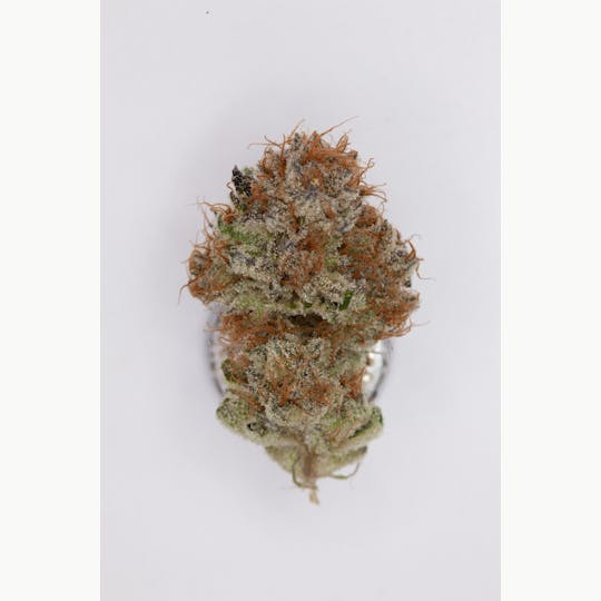 P37 - 1g Full Flower Preroll | God's Gift - 1