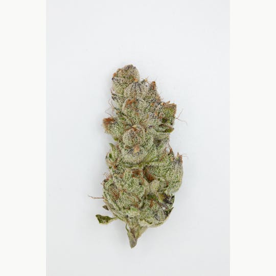 P37 - 1g Full Flower Preroll | Cotton Candy - 1