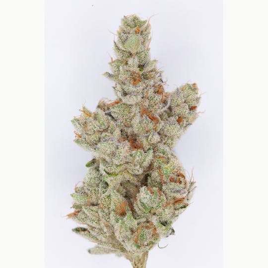 P37 - 1g Full Flower Preroll | No Pants Dance #93 - 1