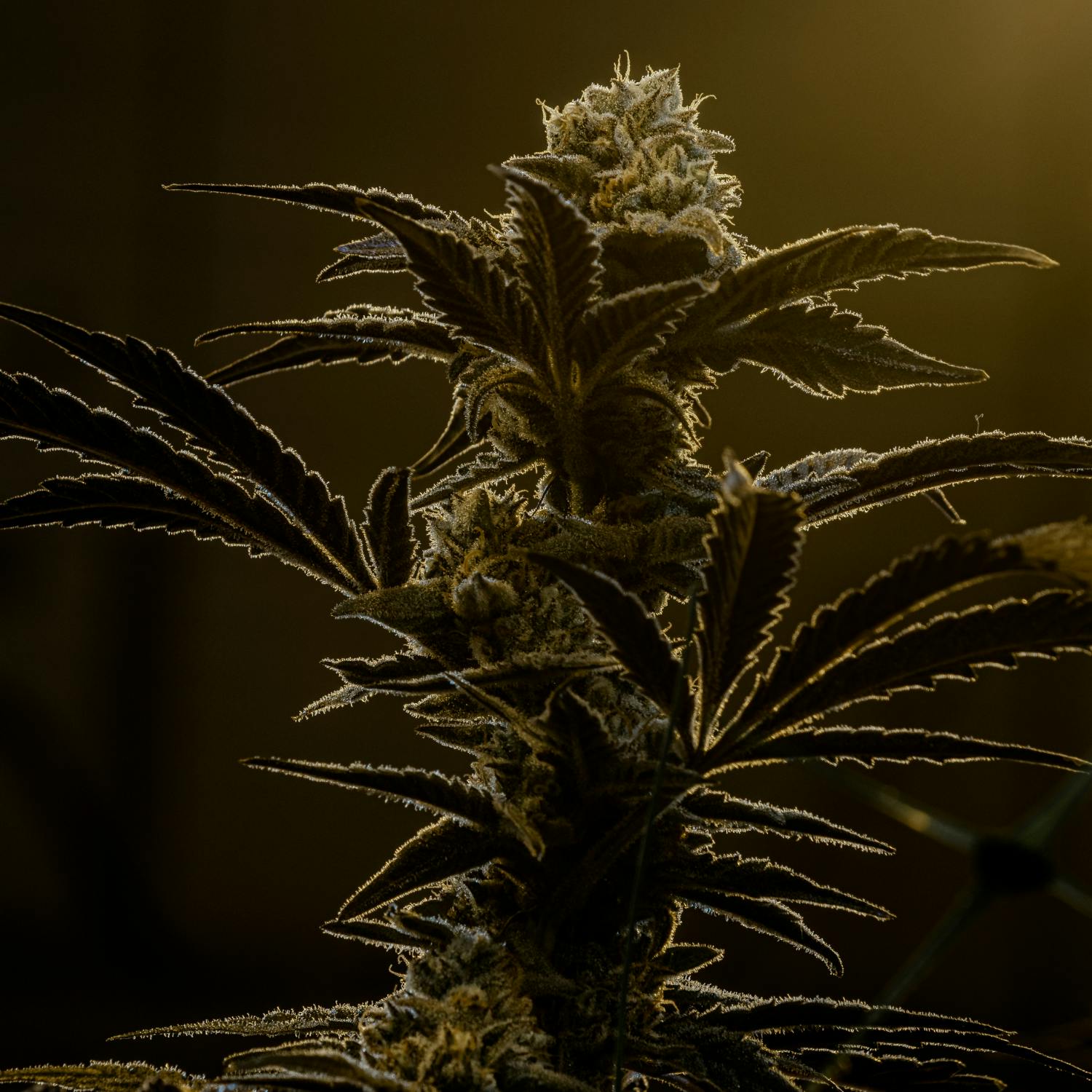 Natural History - Tally Man - 1