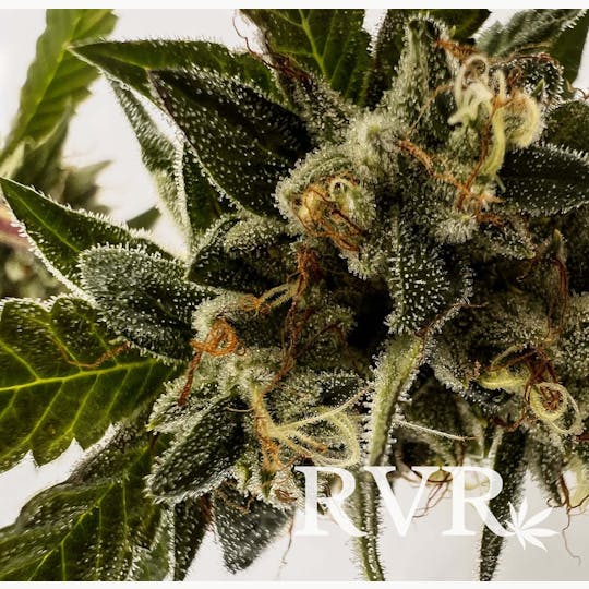 River Valley Relief - Orange 43 Hybrid Flower - 1