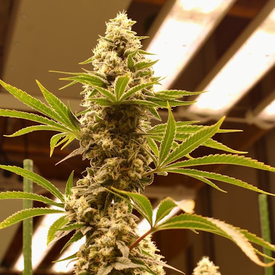 In The Flow - Lilac Diesel Flower - 1