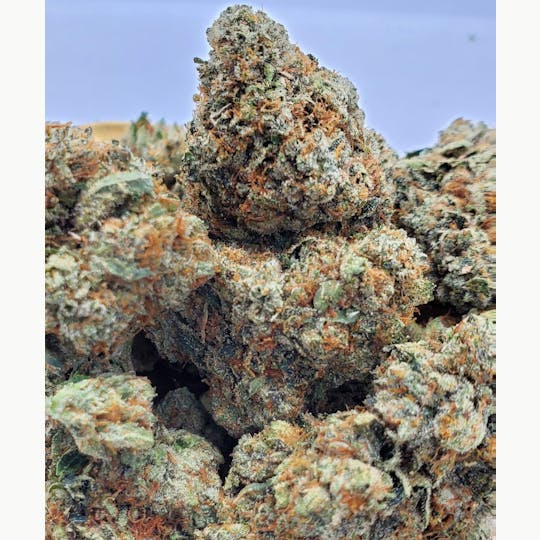 World Class Cannabis - Ace of Spades - 1