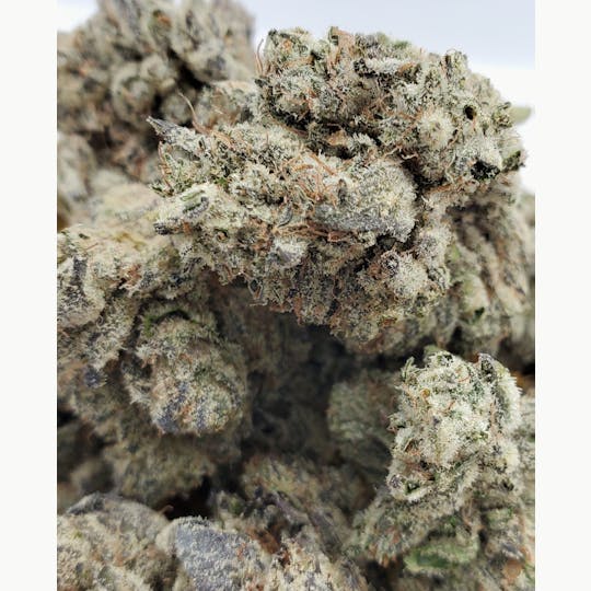 World Class Cannabis - Purple Kush - 1