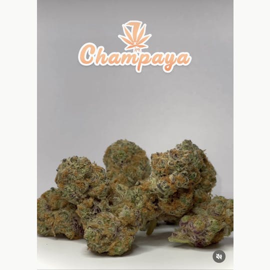 7 Leaf - Champaya - 1