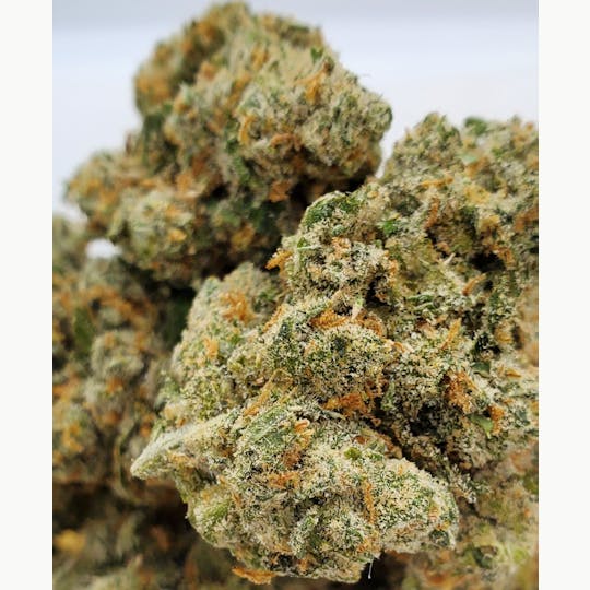 World Class Cannabis - Jack Herer - 1