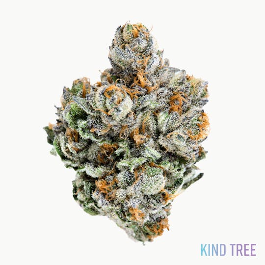 Kind Tree - Funky Charms - 1