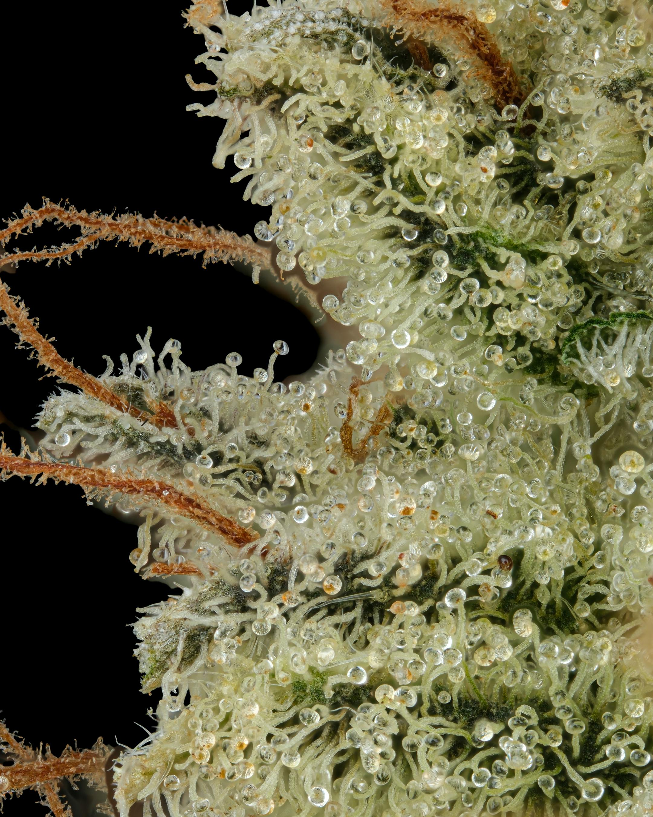 Firefly Organics - Albariño - 1