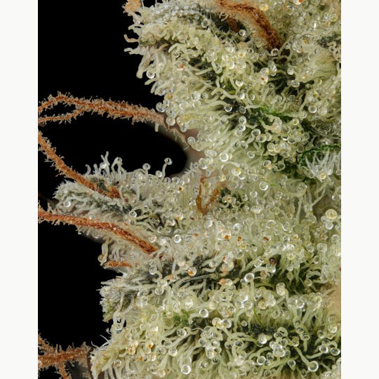 Firefly Organics - Albariño - 1