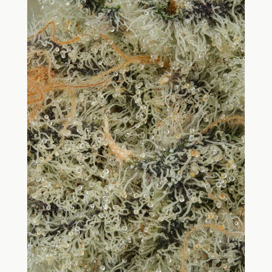 Firefly Organics - Platinum Cake - 1