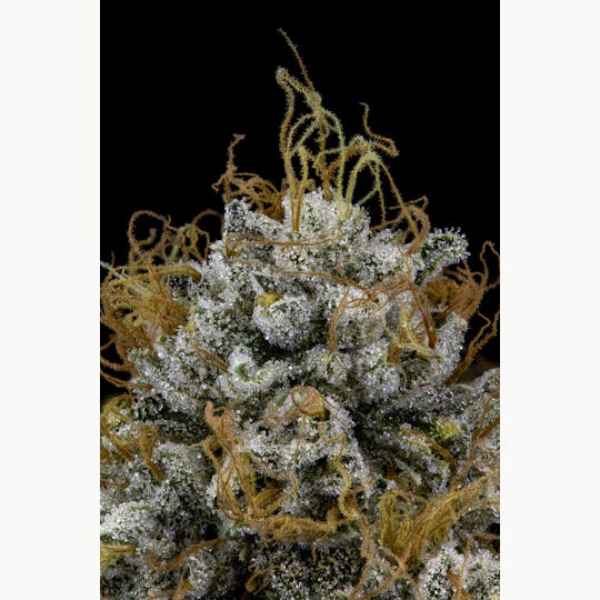 Firefly Organics - Kosher Kush - 1