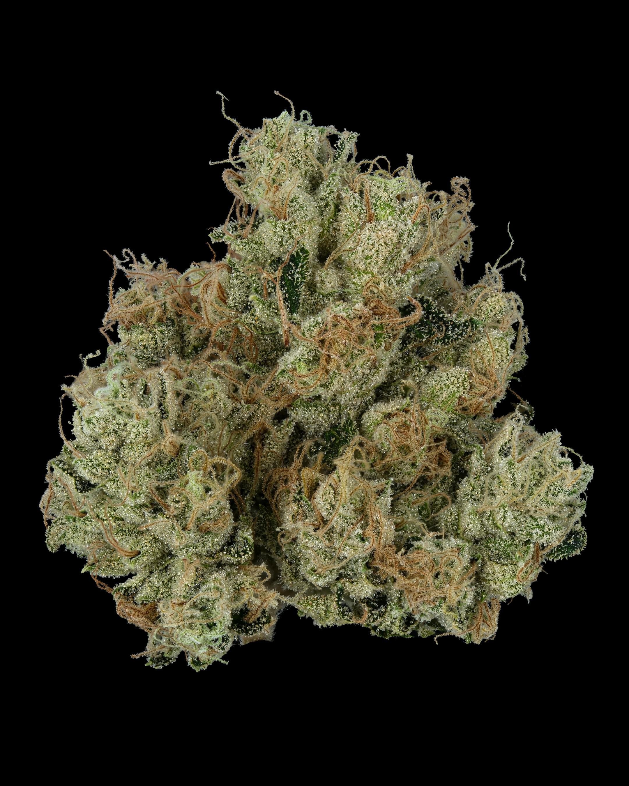 Firefly Organics - TKO - 1