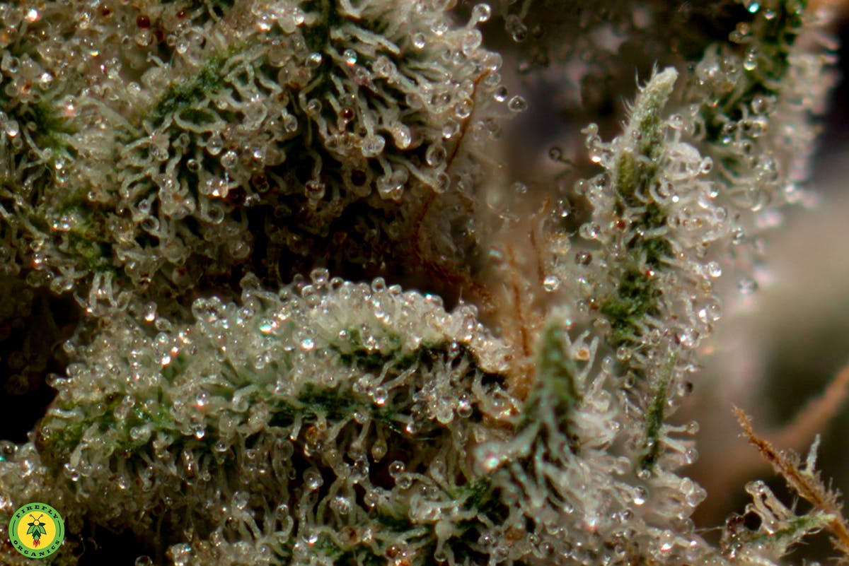 Firefly Organics - OVM - 1