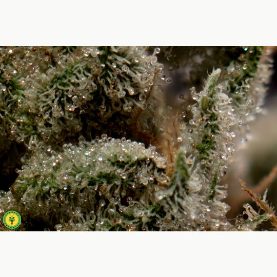 Firefly Organics - OVM - 1