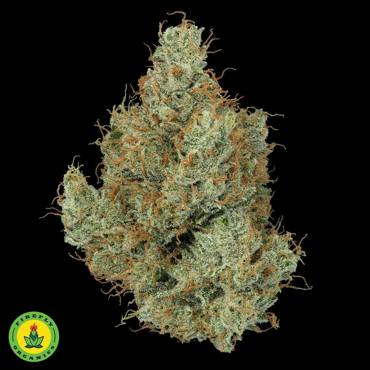 Firefly Organics - Firefly Organics | White Nitro | Big Buds | 3.5g - 1