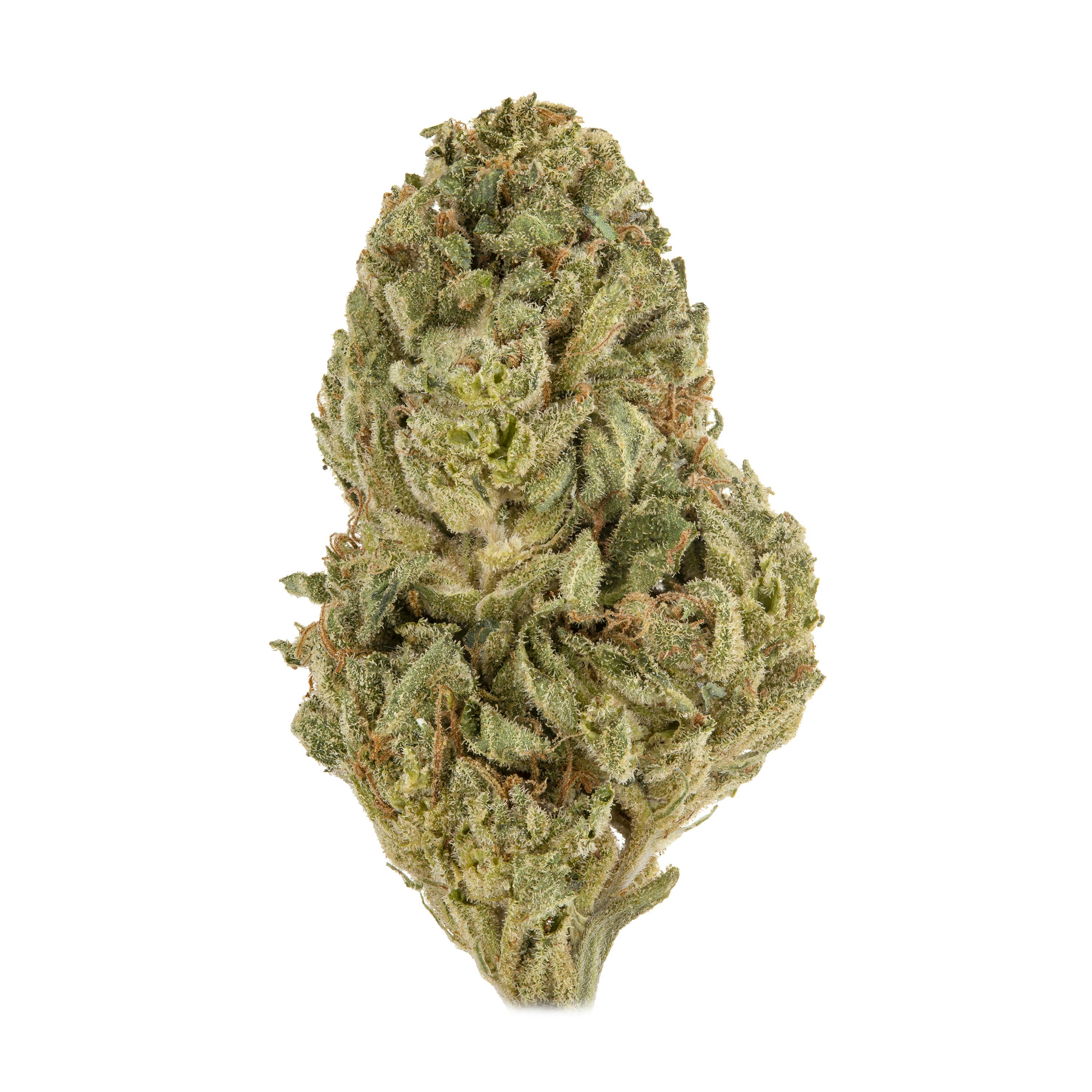 Casacanna - Electric Orchid - 1