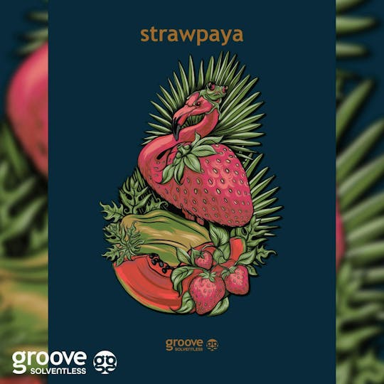 Groove Solventless - Strawpaya Strain Art Poster (18 X 24) - 1
