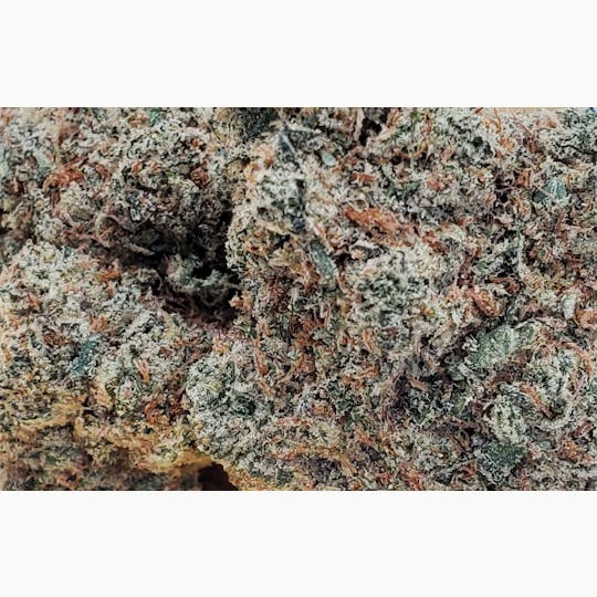 World Class Cannabis - Super Jack - 1