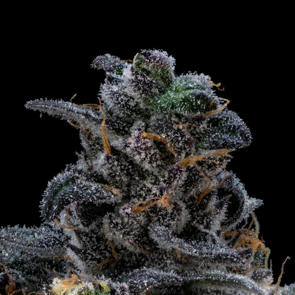 FloraCal Farms - Kush Mints | Indica Flower [3.5g] - 1