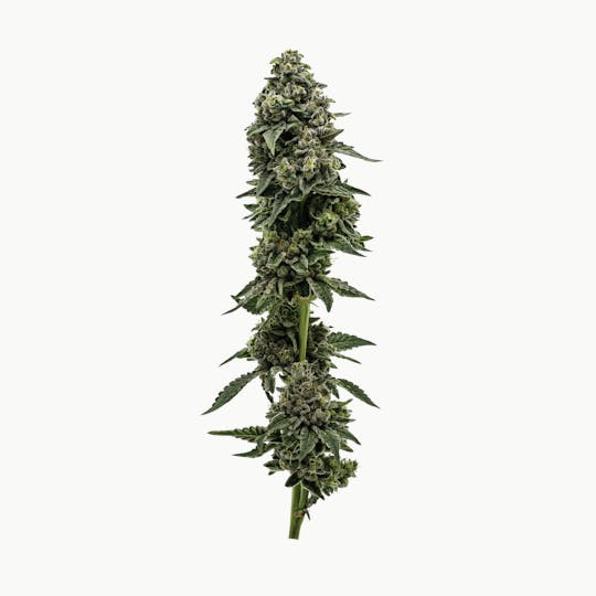 Heartland Farms - Florida Kush - 1