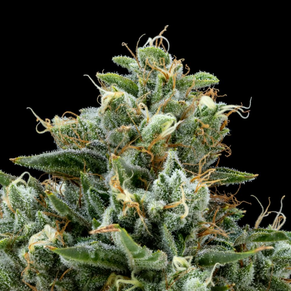 FloraCal Farms - Platinum OG | Indica Flower [3.5g] - 1