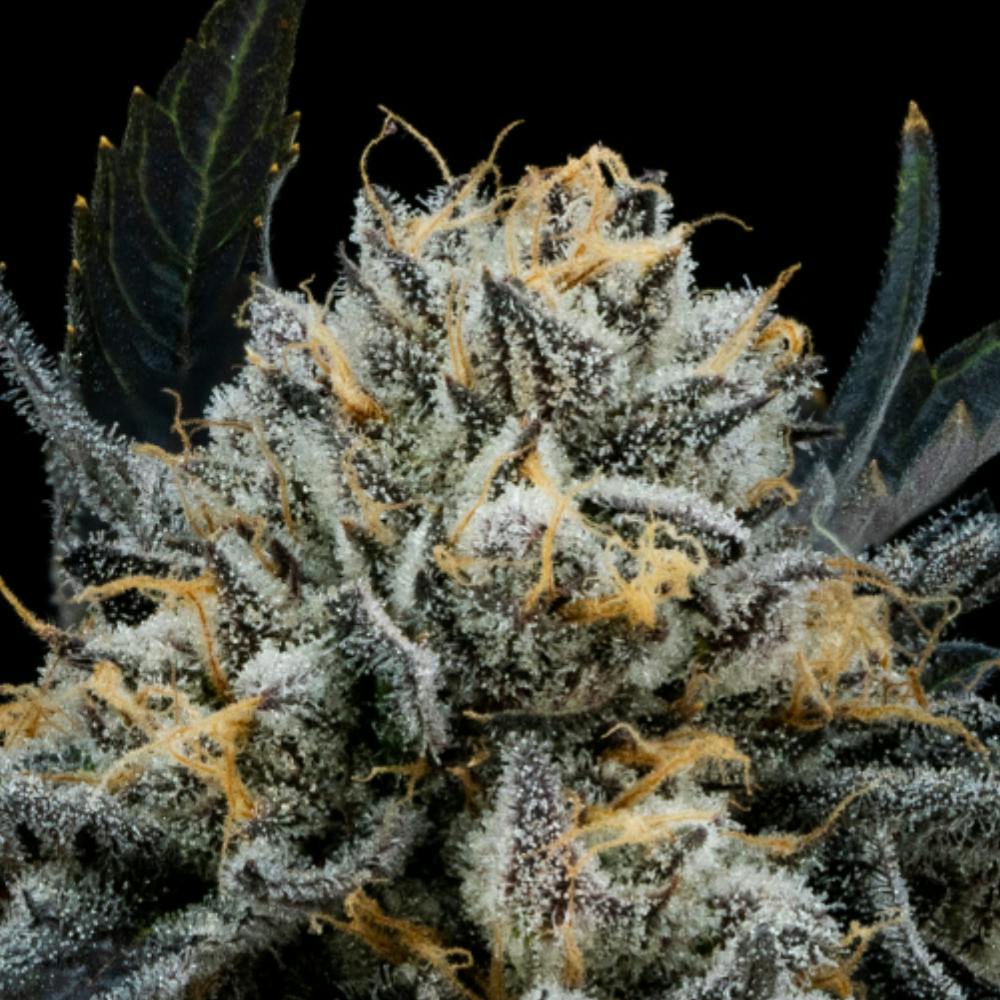 FloraCal Farms - Blue Mints | Hybrid Flower [3.5g] - 1