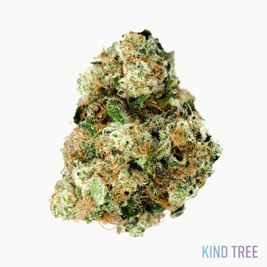 Kind Tree - Afghani - 1