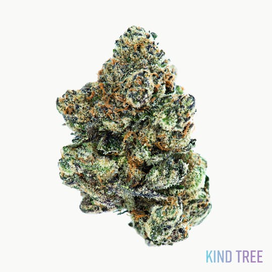 Kind Tree - Runtz - 1