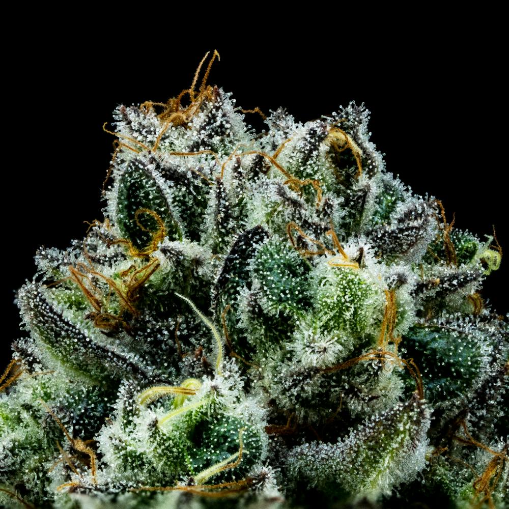 FloraCal Farms - Purple Alien Cookies | Hybrid flower [3.5g] - 1