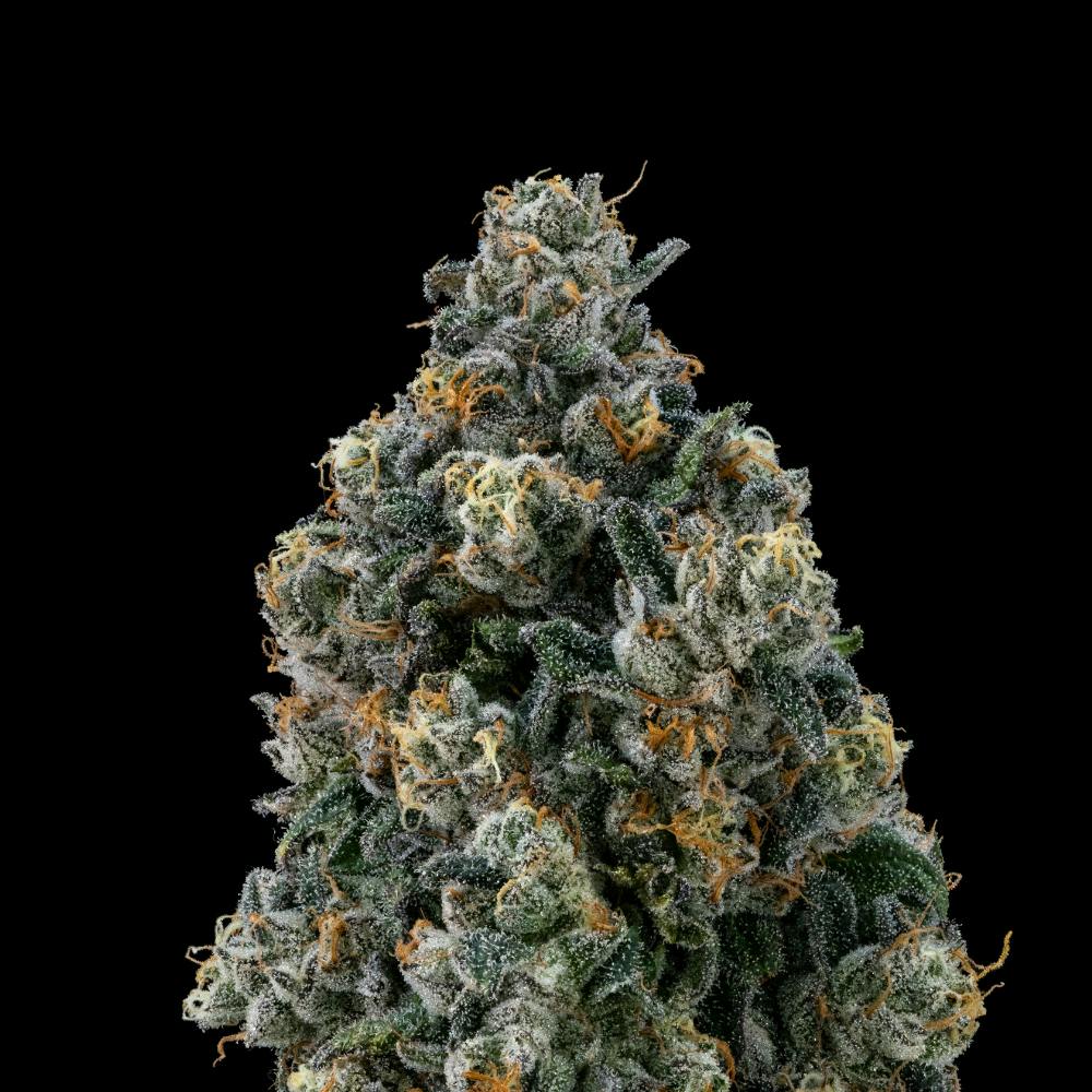 FloraCal Farms - Sour Apple Tahoe OG | Hybrid Flower [3.5g] - 1