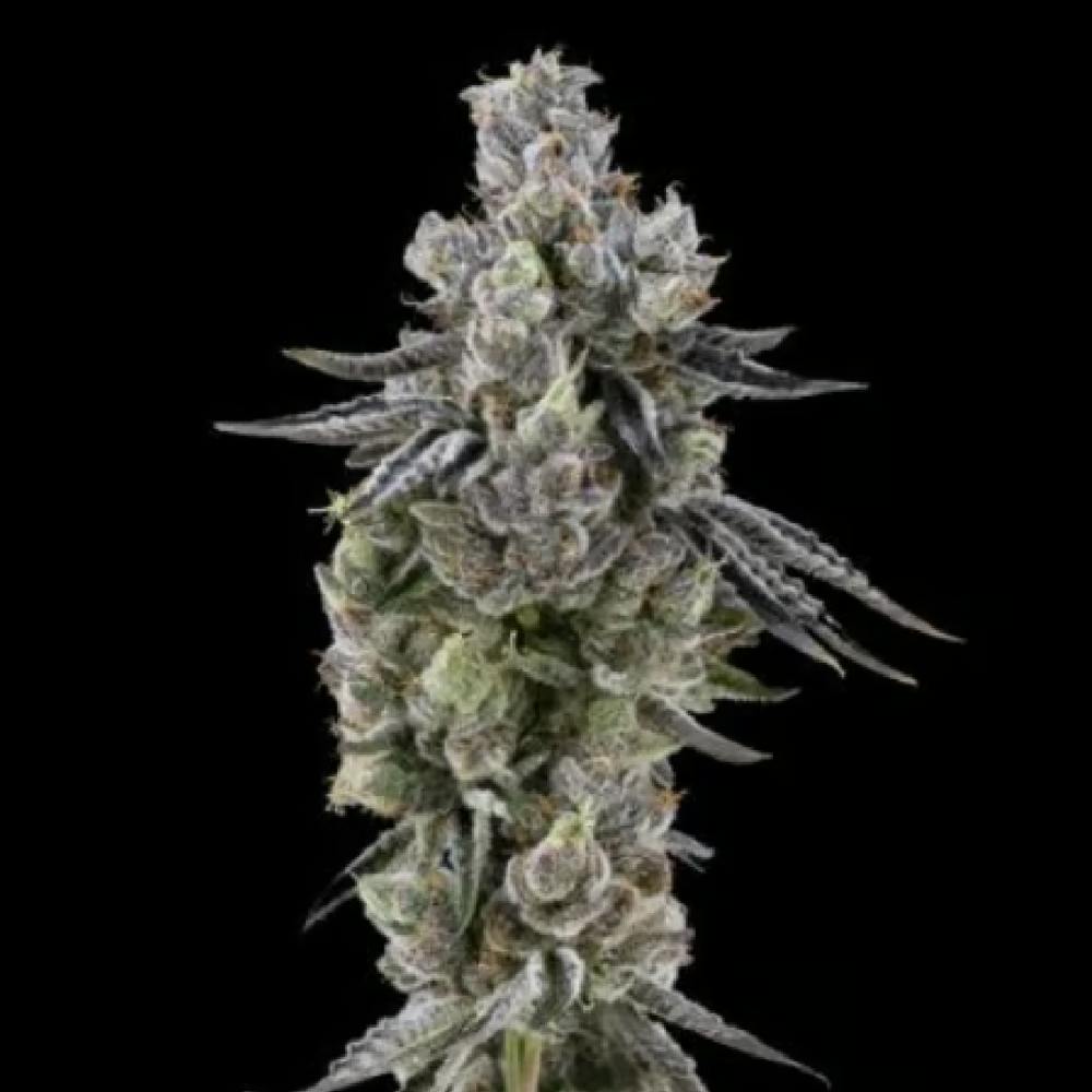 FloraCal Farms - Gellati Runtz | Hybrid Flower [3.5g] - 1