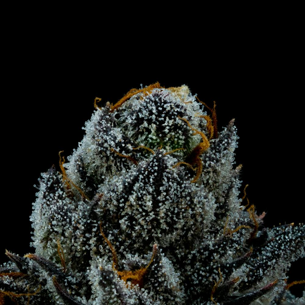 FloraCal Farms - White Lightning | Hybrid Smalls [7g] - 1