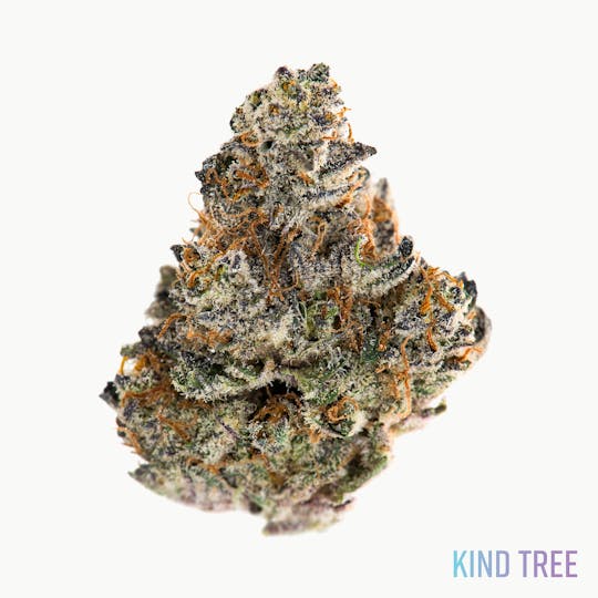 Kind Tree - Grease Monkey - 1
