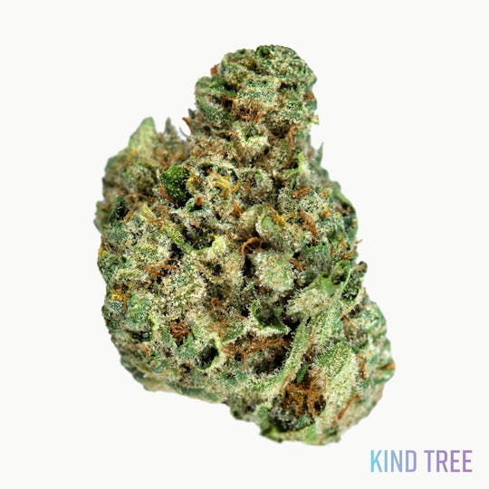 Kind Tree - GSC - 1