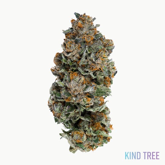 Kind Tree - Jker Can - 1