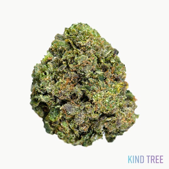 Kind Tree - Legend OG - 1